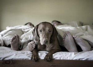 dog-on-bed-with-people-500x360