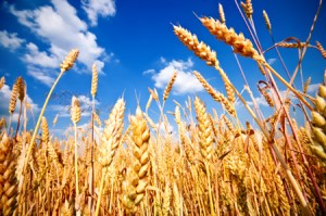 Wheat field and blue sky with clouds